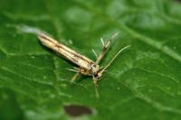 Stathmopoda pedella
