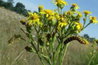 Tyria jacobaeae
