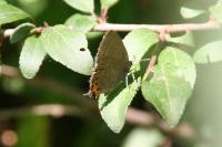 Satyrium pruni