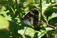 Limenitis camilla