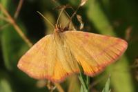 Lythria purpuraria