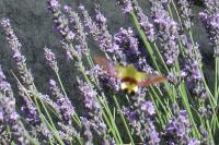 Hemaris fuciformis
