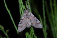 Gynaephora fascelina