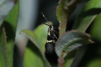 Dasycera oliviella