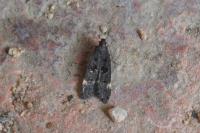 Dichomeris alacella