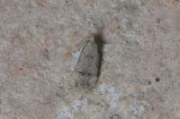 Teleiodes vulgella