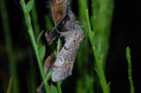 Gynaephora fascelina