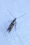 Cosmopterix orichalcea