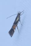 Cosmopterix orichalcea