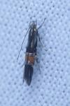Cosmopterix orichalcea