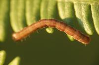 Petrophora chlorosata