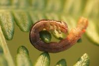 Petrophora chlorosata