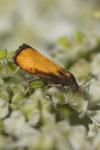 Pammene aurana
