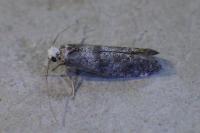Paraswammerdamia albicapitella