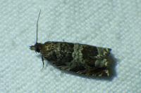 Ancylis achatana