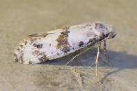 Scythropia crataegella