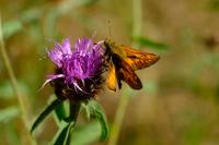 Ochlodes sylvanus