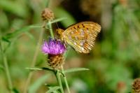 Fabriciana adippe