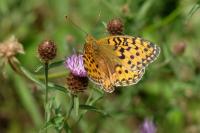 Speyeria aglaja