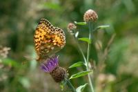 Speyeria aglaja