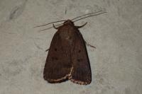Amphipyra tragopoginis