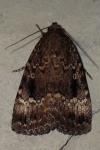 Amphipyra pyramidea