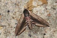 Sphinx ligustri