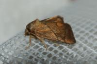 Apoda limacodes