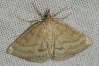 Psammotis pulveralis