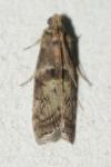 Phycita roborella