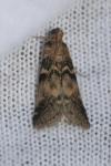 Euzophera pinguis