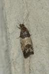 Spilonota ocellana