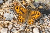 Lasiommata megera