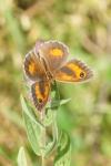Pyronia tithonus