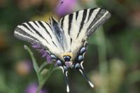 Iphiclides podalirius