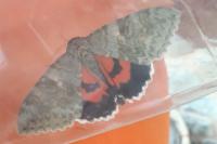 Catocala nupta