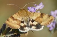 Heliothis viriplaca