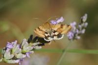 Heliothis viriplaca