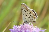 Lycaena tityrus