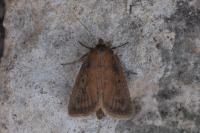 Lenisa geminipuncta