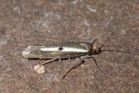Parahyponomeuta egregiella