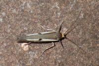 Parahyponomeuta egregiella