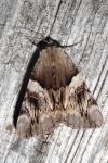Catocala fulminea