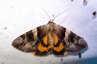 Catocala fulminea