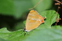 Thecla betulae