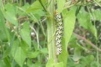 Cucullia scrophulariae