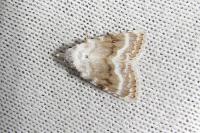 Meganola albula