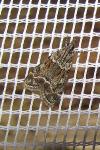 Eudonia mercurella