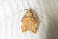 Carcina quercana