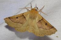 Crocallis elinguaria